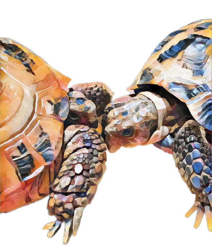 Animal Art - Card to Download or Print on Products